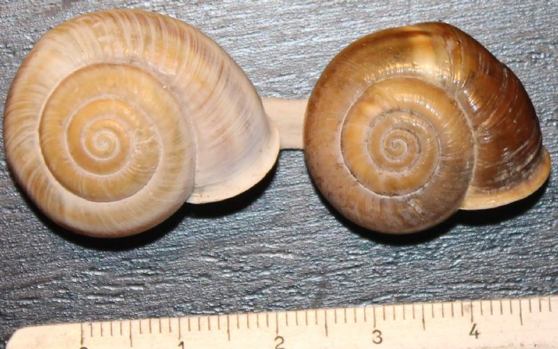 Chilostoma da identificare